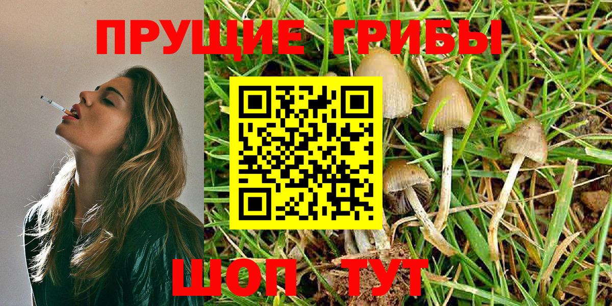 Псилоцибиновые грибы Psilocybe Вичуга